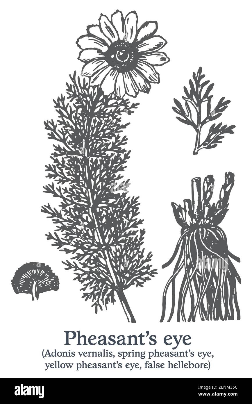 Fasanenauge. Vektor von Hand gezeichnete Pflanze. Skizze der alten Heilpflanze. Stock Vektor