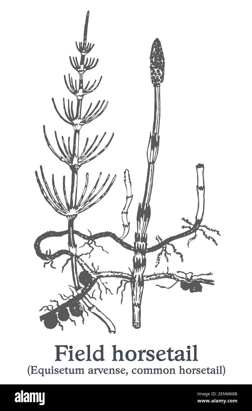 Schachtelhalm. Vektor von Hand gezeichnete Pflanze. Skizze der alten Heilpflanze. Stock Vektor