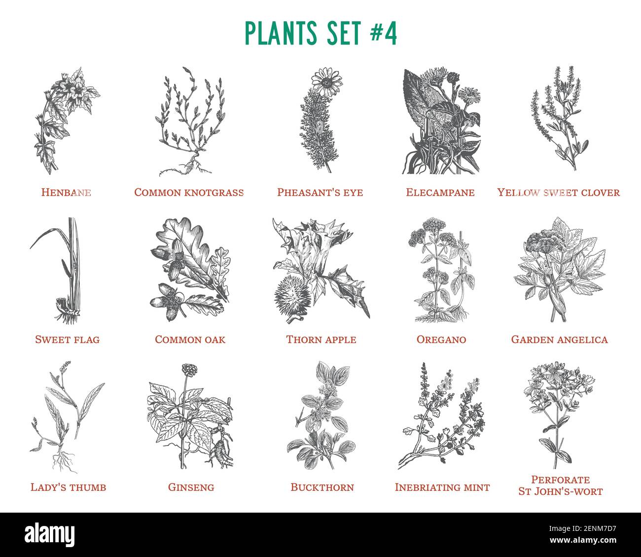 Vektor Hand gezeichnete Pflanzen gesetzt Stock Vektor