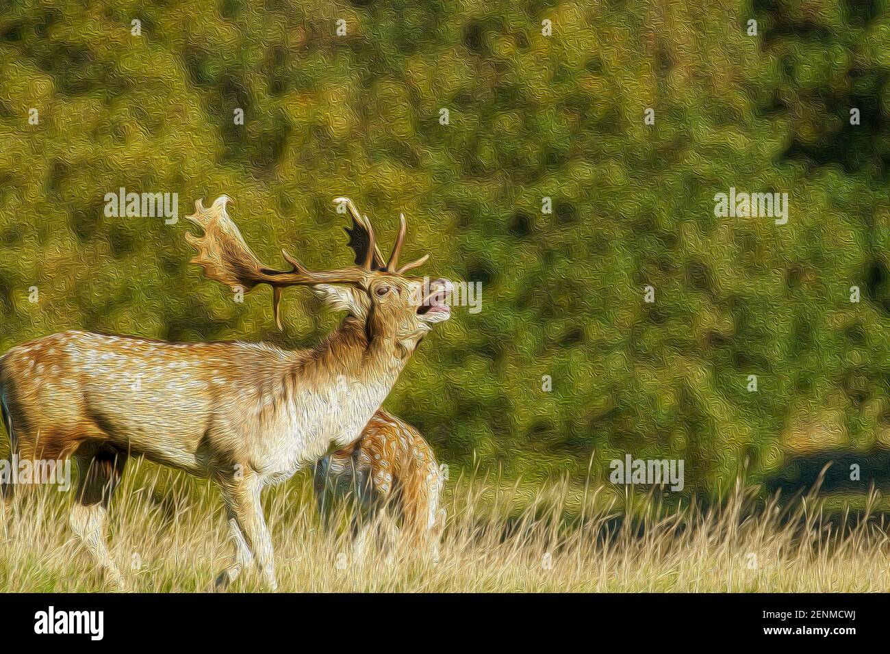 Brüllender Hirschhirsch mit riesigen Geweihen, Studley Royal, Ripon, North Yorkshire, England, Großbritannien - digitaler Aquarelleffekt. Stockfoto