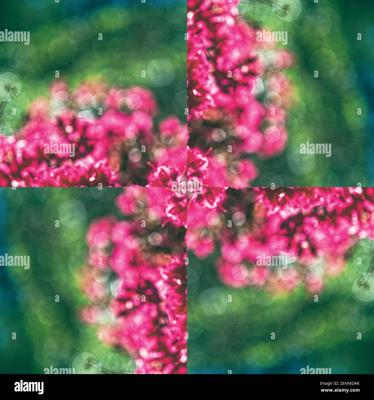 Ein Bild von verschwommenen Azaleen-Blüten (Rhododendron) wird mit Komposit-Fotografie in eine Tessellation verwandelt, die wie ein Nadelrad aussieht Stockfoto