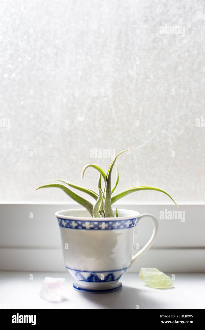 Eine Tillandsienpflanze in einer kleinen Teetaste auf einer Fensterbank neben Kristallen. Stockfoto