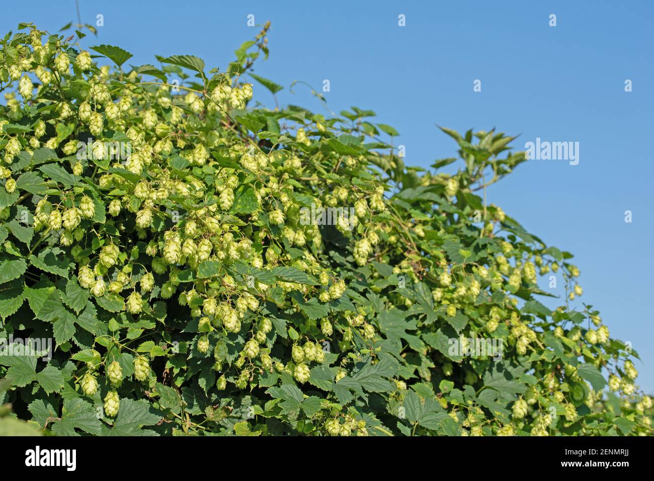 Weibliche Hopfenblüten, Humulus lupulus Stockfoto