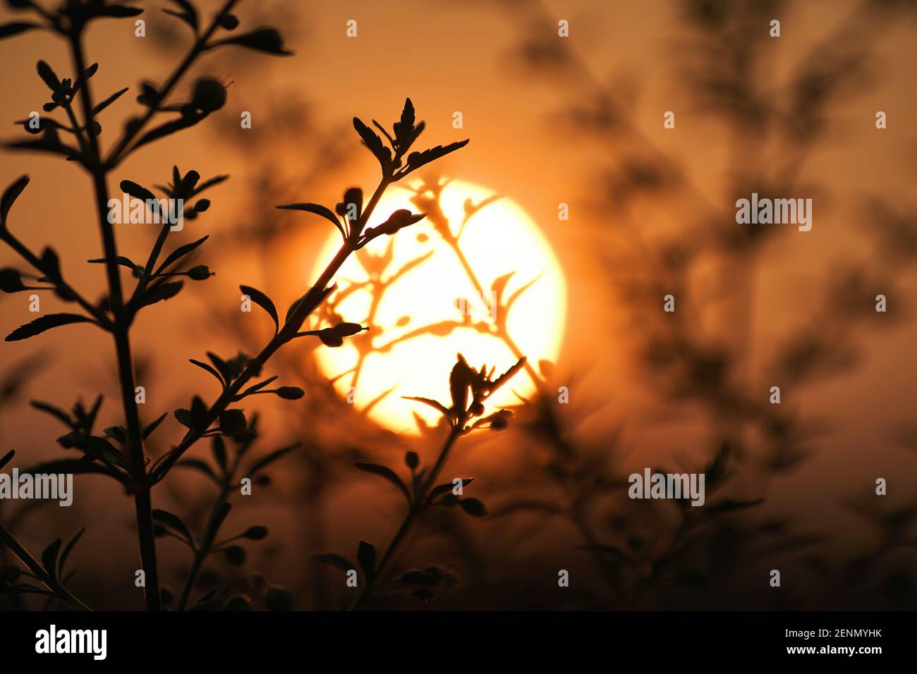 Die Silhouetten Pflanzen mit der Sonne Stockfoto