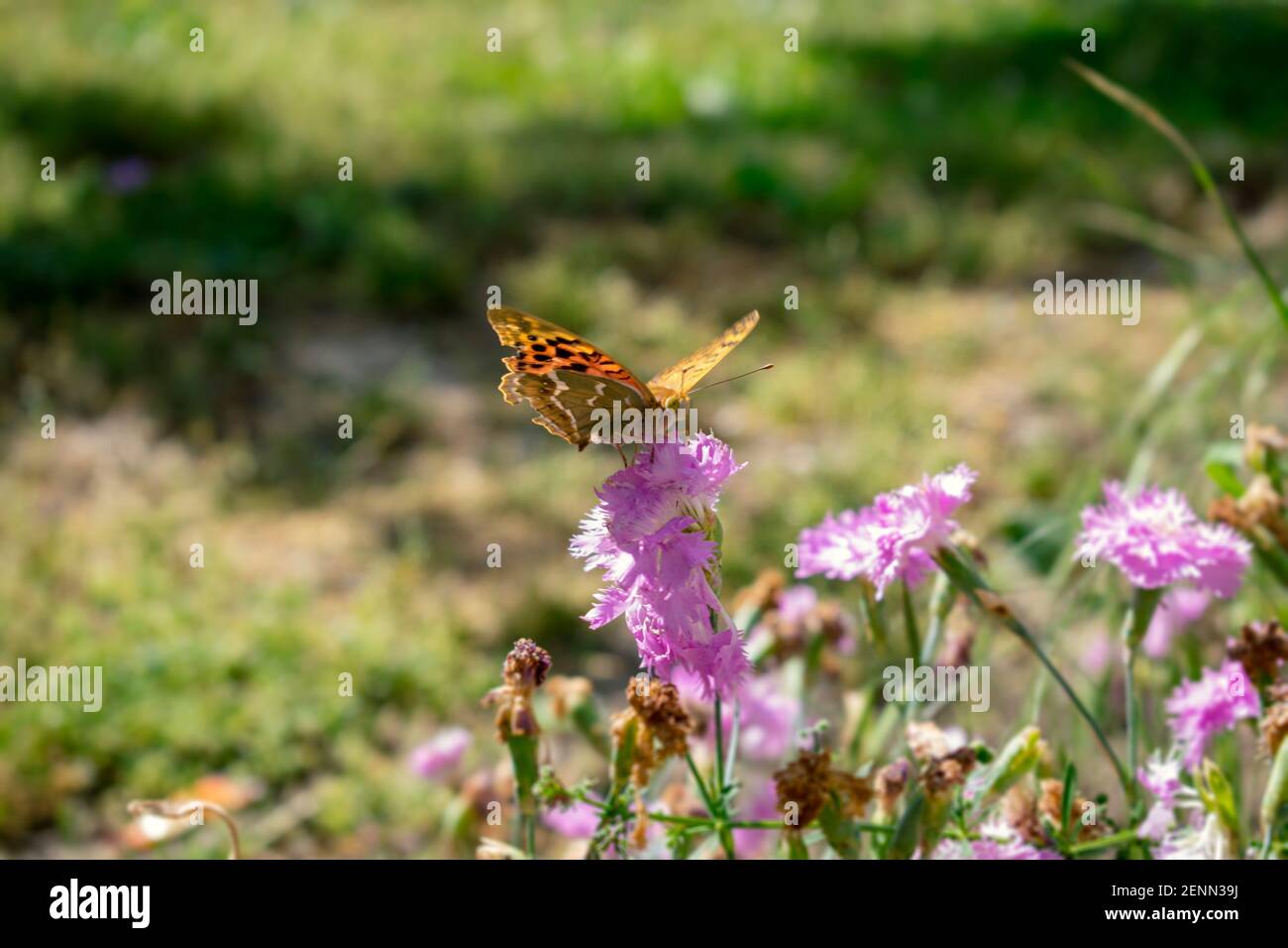 Monarch Schmetterling auf einer lila Blume. Sanfte und elegante Insekten ernähren sich von den Blüten. Das Konzept für Gelassenheit, Harmonie, Ruhe und Harmonie Stockfoto