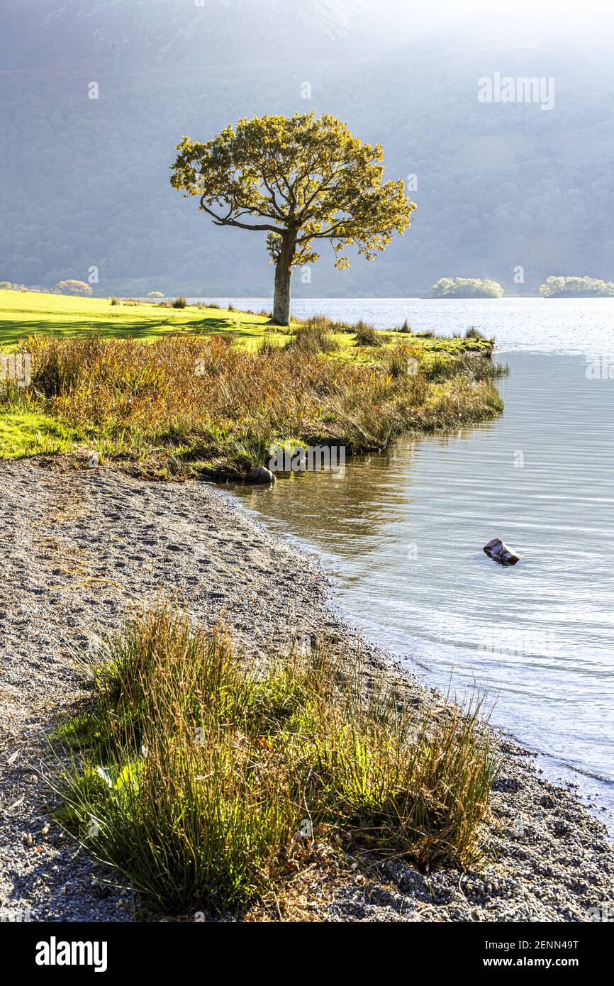 Abendlicht auf einer kleinen Eiche bei Buttermere im English Lake District National Park, Cumbria UK Stockfoto