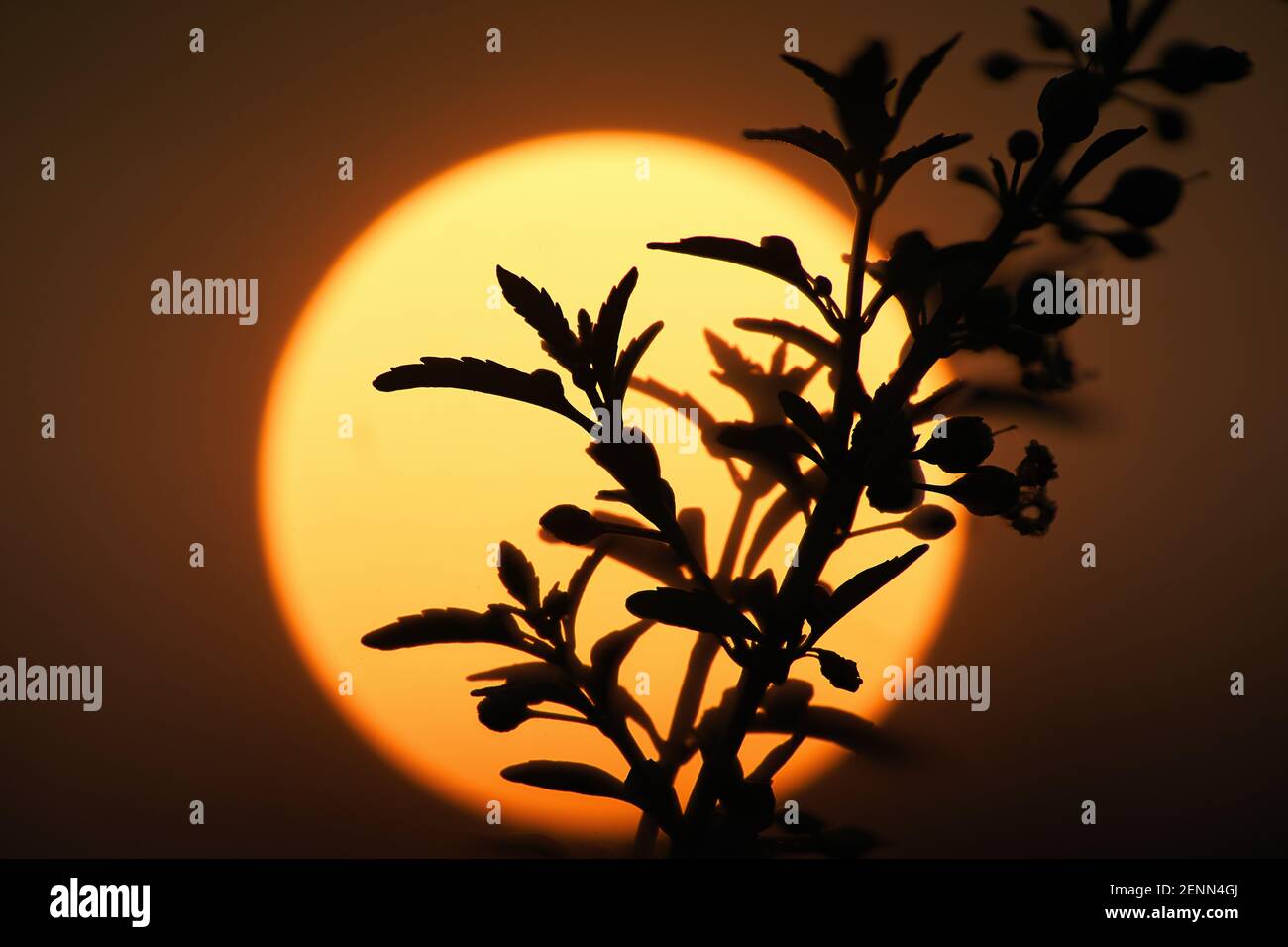 Die Silhouetten Pflanzen mit der Sonne Stockfoto