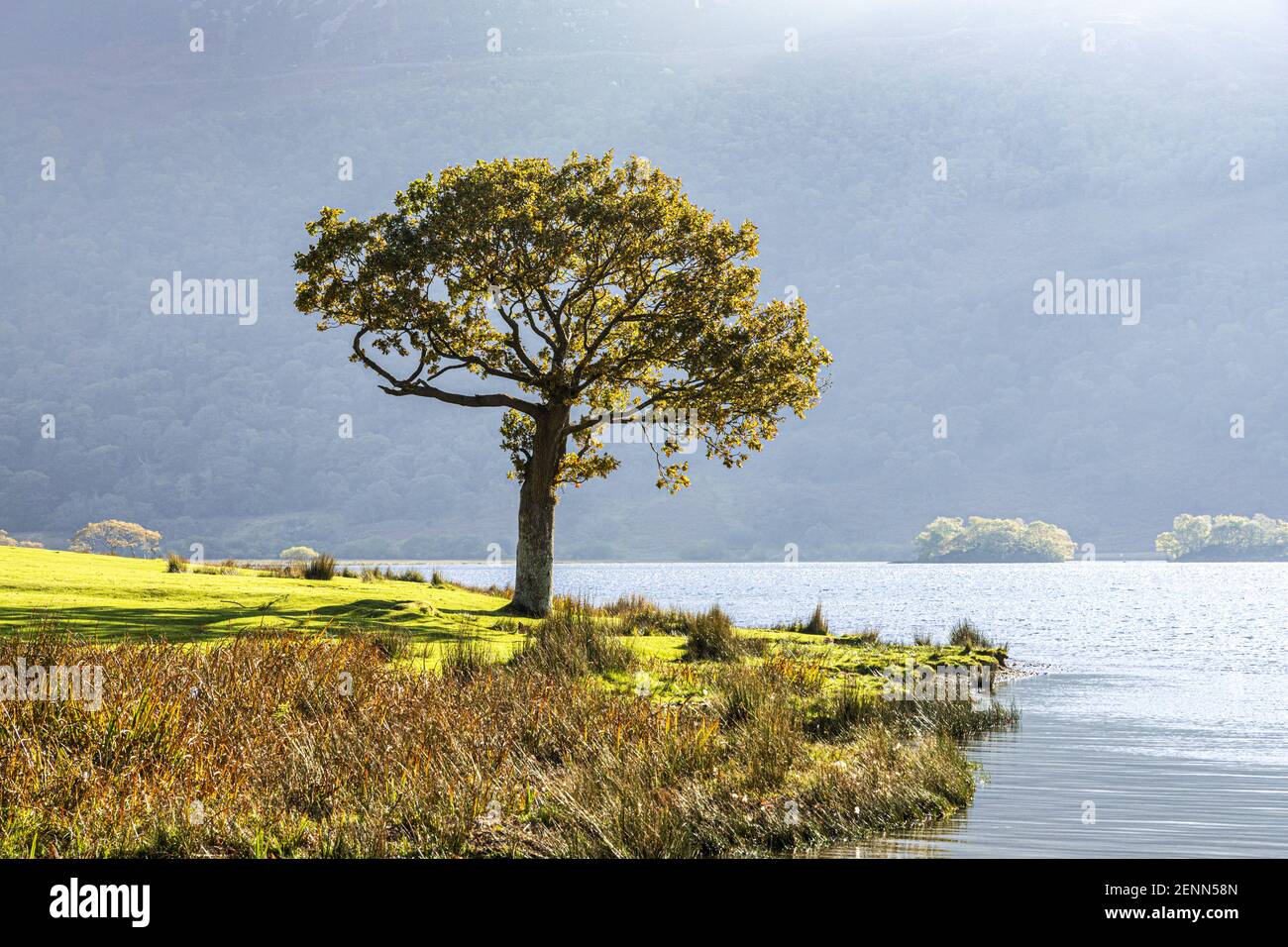Abendlicht auf einer kleinen Eiche bei Buttermere im English Lake District National Park, Cumbria UK Stockfoto