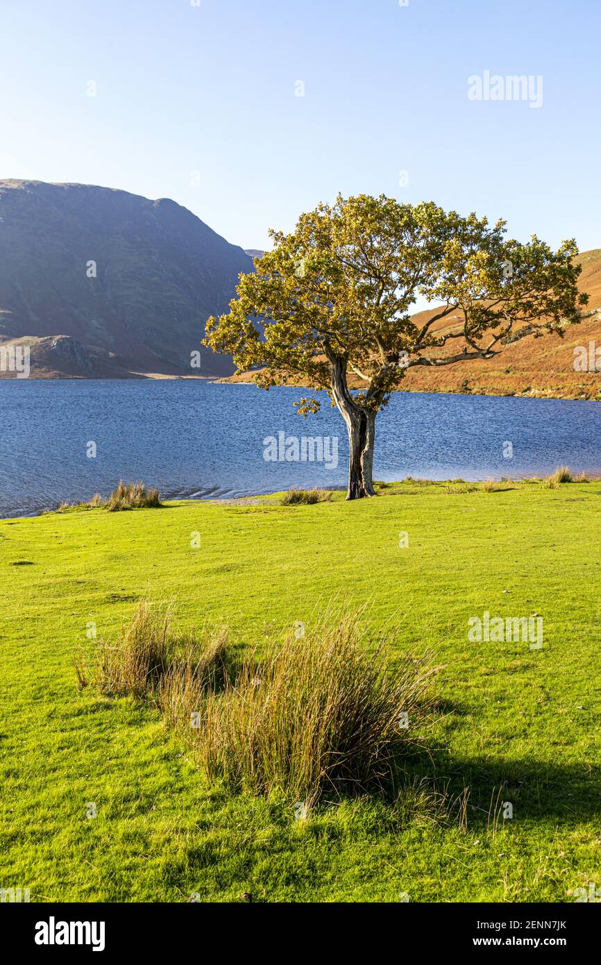 Abendlicht auf einer kleinen Eiche am Ufer von Buttermere im English Lake District National Park, Cumbria UK Stockfoto