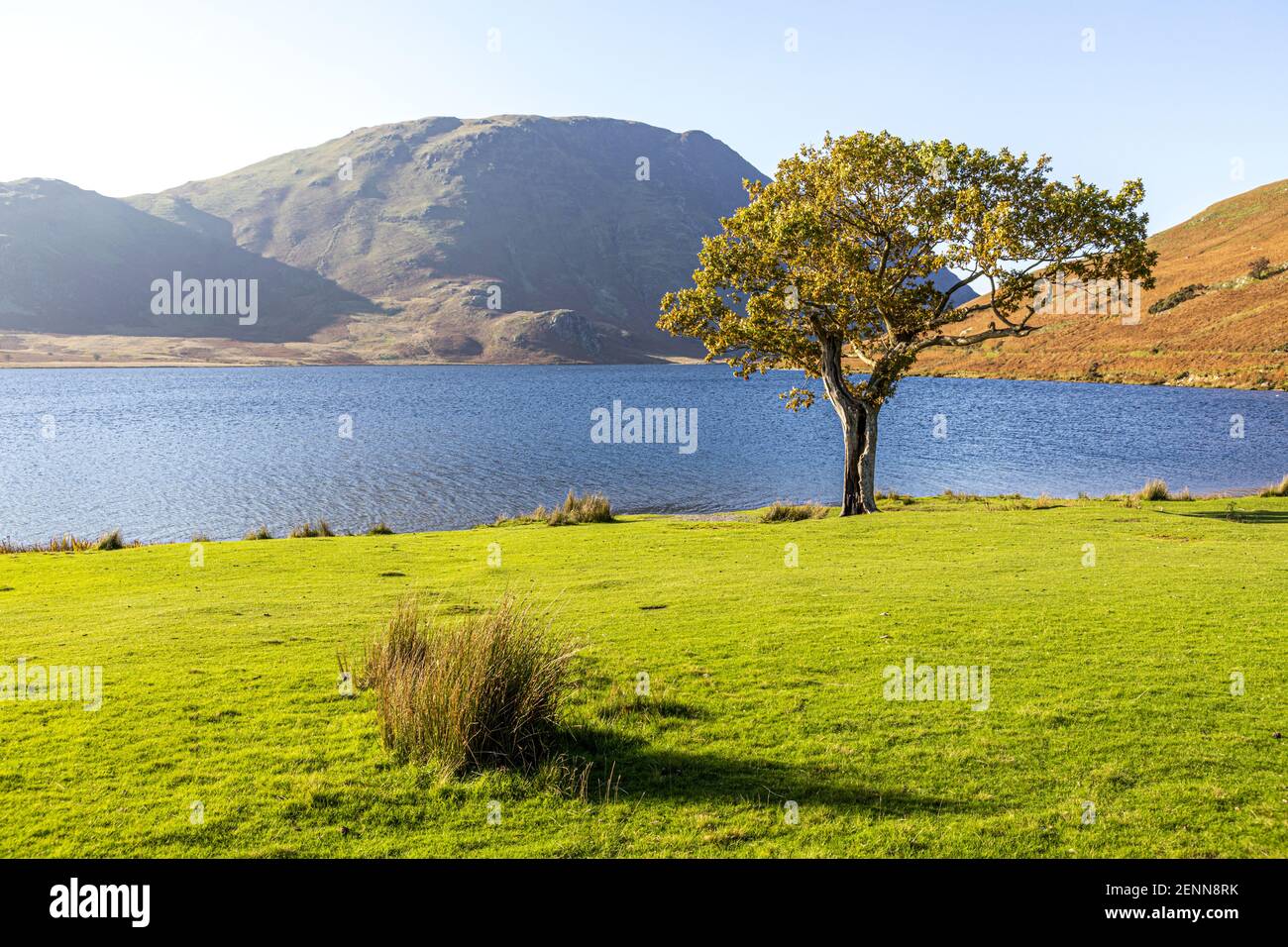 Abendlicht auf einer kleinen Eiche am Ufer von Buttermere im English Lake District National Park, Cumbria UK Stockfoto