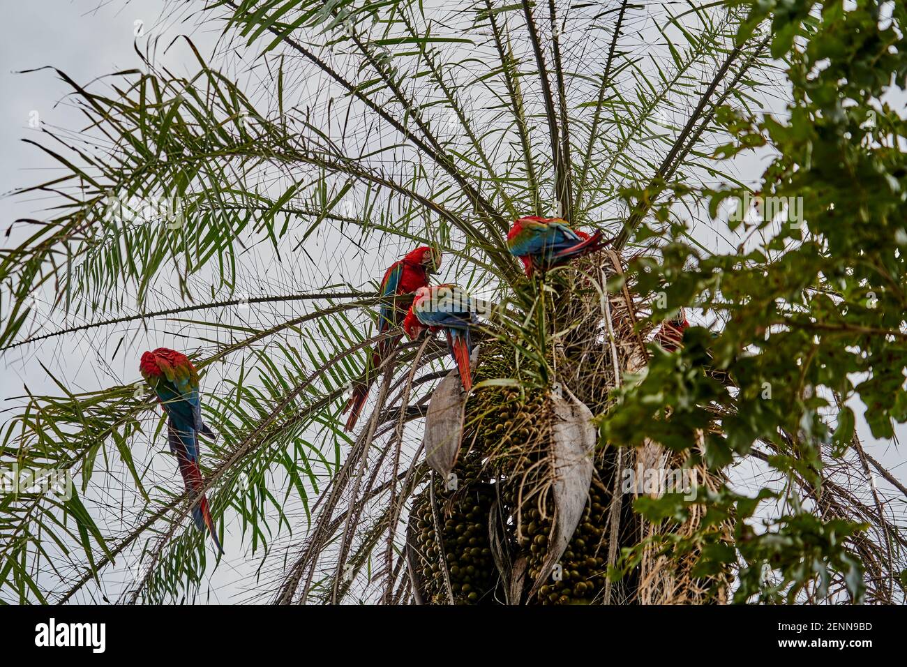 Schöner scharlachroter Ara macao, ein großer roter, gelber und blauer Papagei in Mittel- und Südamerika, im Buraco das Aras in Brasilien, Südamerika Stockfoto