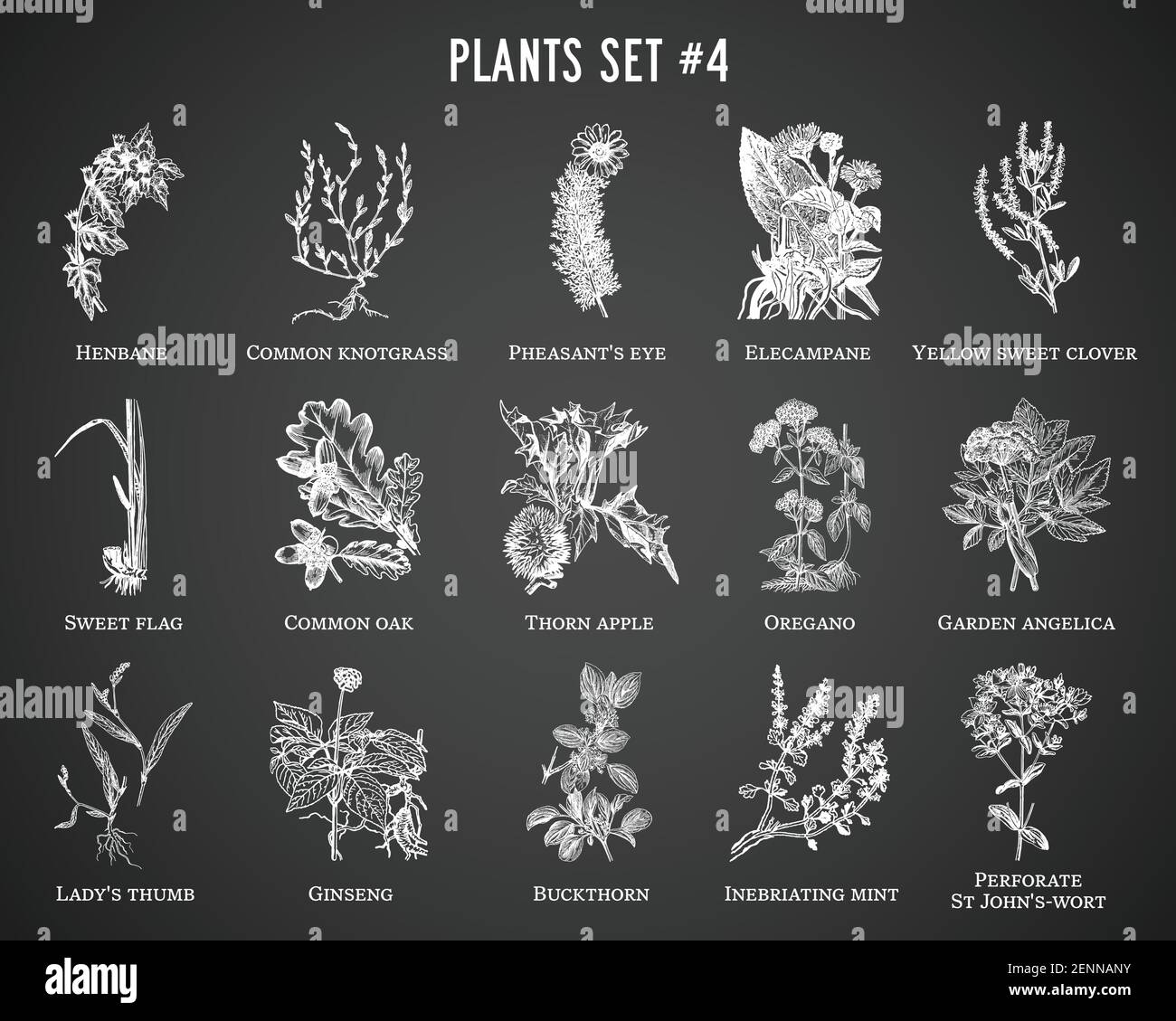 Vektor handgezeichnete Pflanzen auf schwarzem Hintergrund gesetzt Stock Vektor