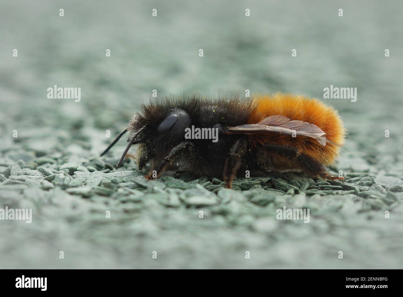 Nahaufnahme einer gehörnten Maurerbiene Weibchen, Osmia cornuta Aufwärmen in hte Sonne Stockfoto