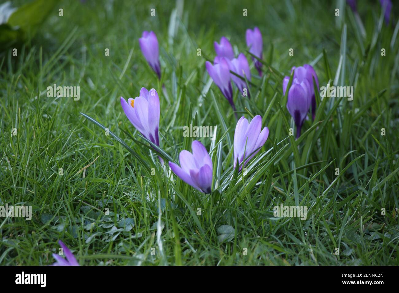 Heysham Lancashire, Großbritannien. Februar 2021, 26th. Iris Popping up in St Peters Church Yard Credit: PN News/Alamy Live News Stockfoto