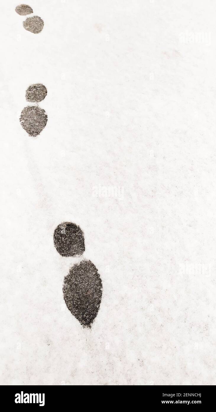 Verschiedene Fußabdrücke im Schnee. Hochwertige Fotos Stockfoto