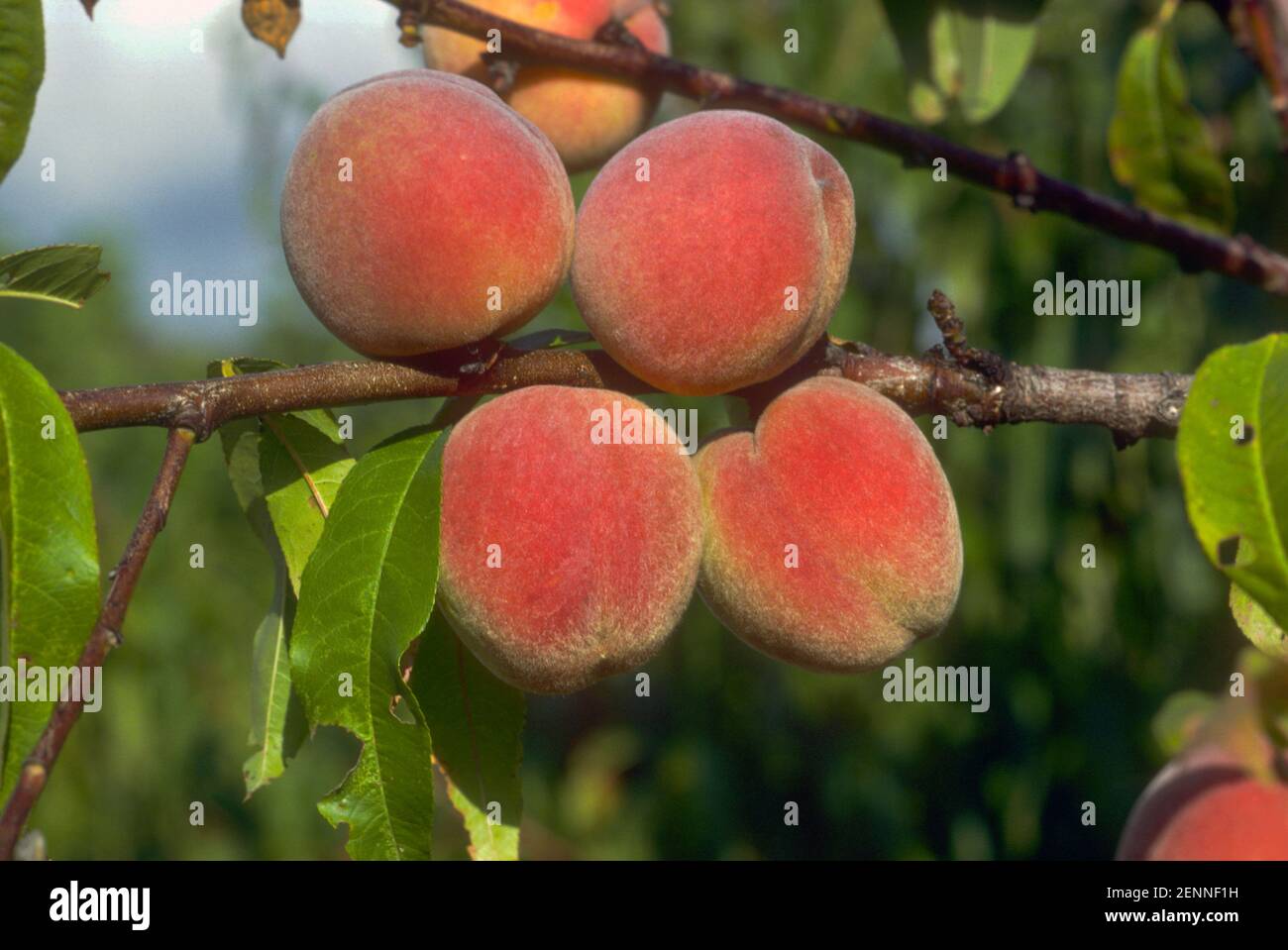 Nahaufnahme von vier reifen Pfirsichen am Pfirsichbaum, Prunus persica Stockfoto