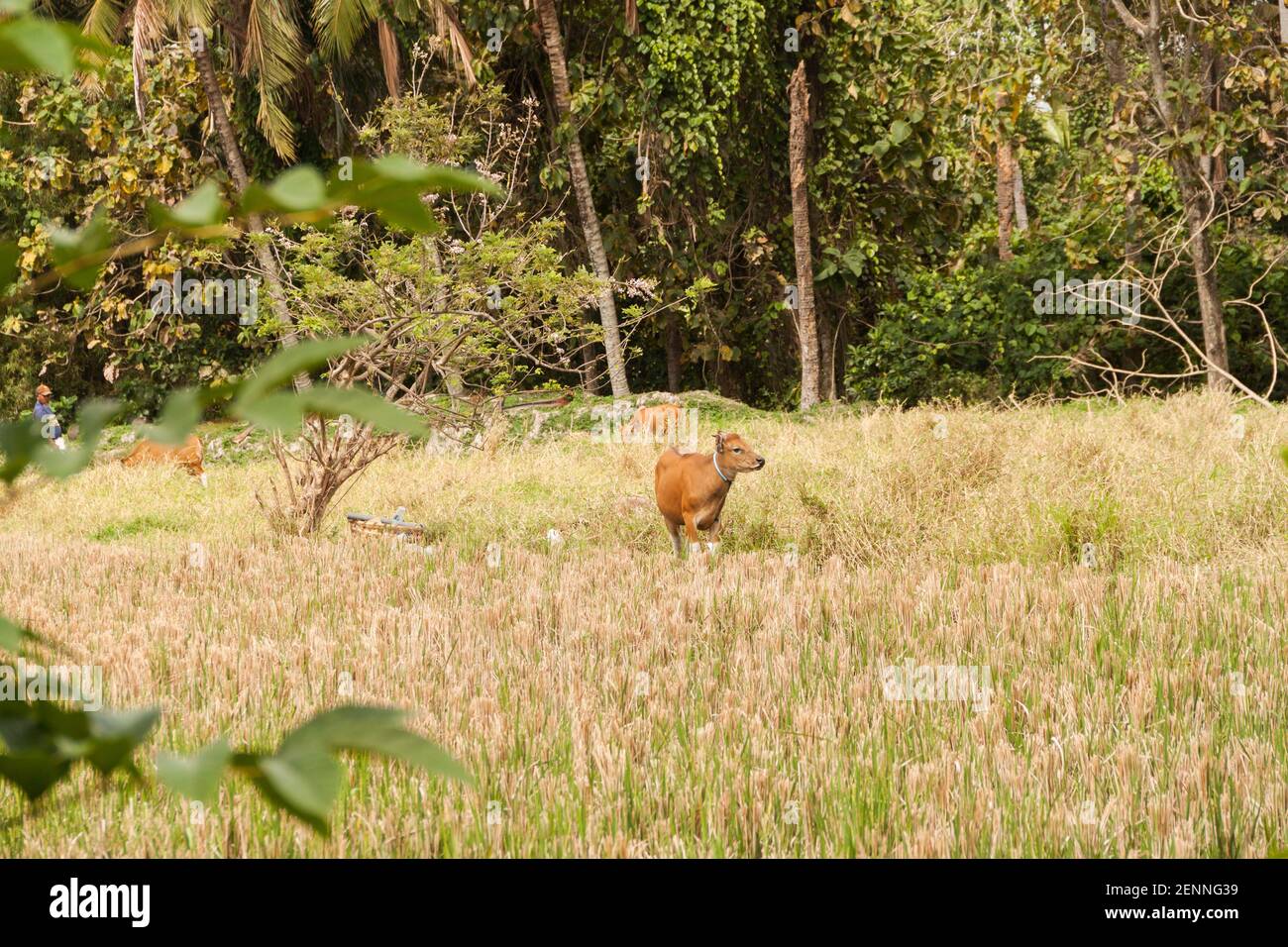 Kühe am Eingang des Sacred Monkey Forest in Ubud, Bali Stockfoto