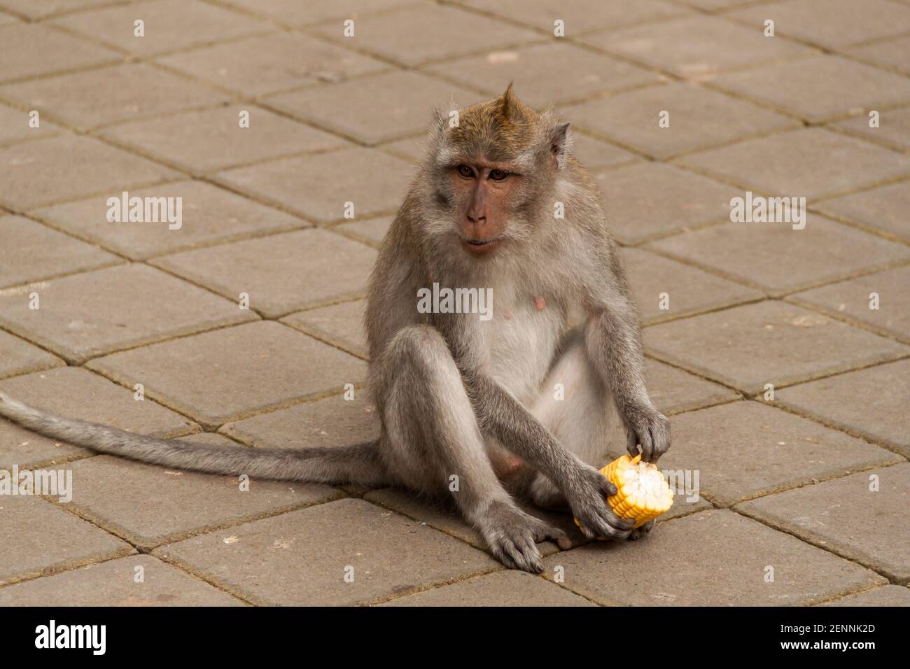 Ein weiblicher Langschwanzmakak (macaca fascicularis) Sitzt auf den Fliesen mit einem Mais in den Händen Im Sacred Monkey Forest Stockfoto
