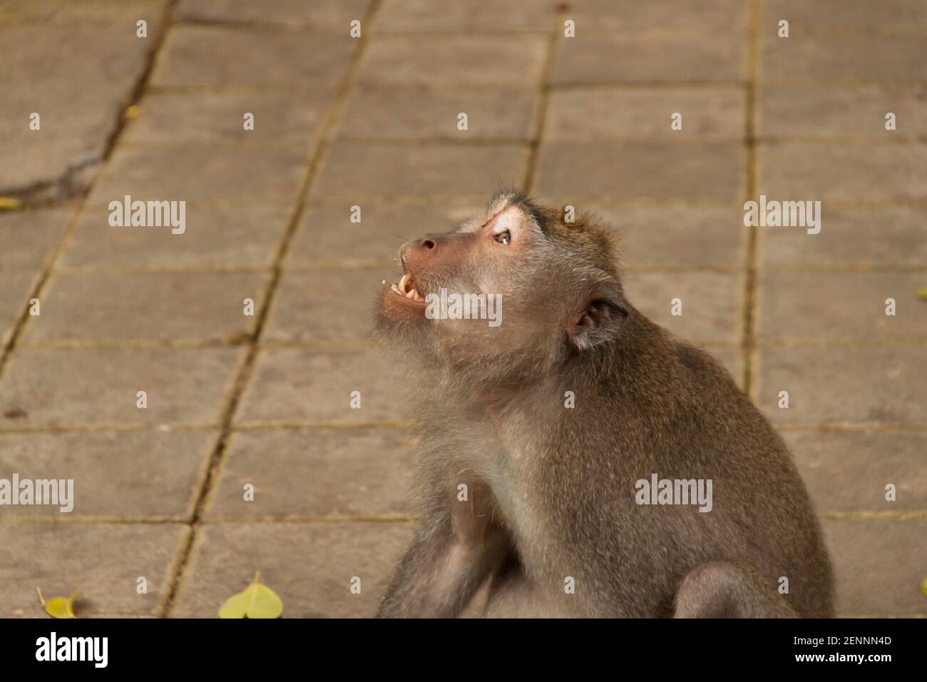 Ein krabbenfressender Makak (macaca fascicularis) sucht nach Nahrung und wartet darauf Stockfoto