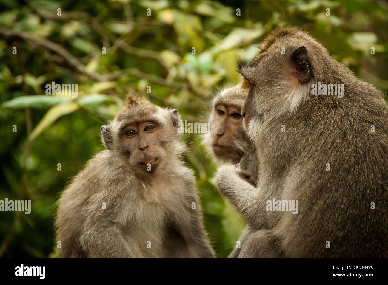 Gruppe von Affen (Krabben, die Makaken fressen) spielen zusammen Stockfoto