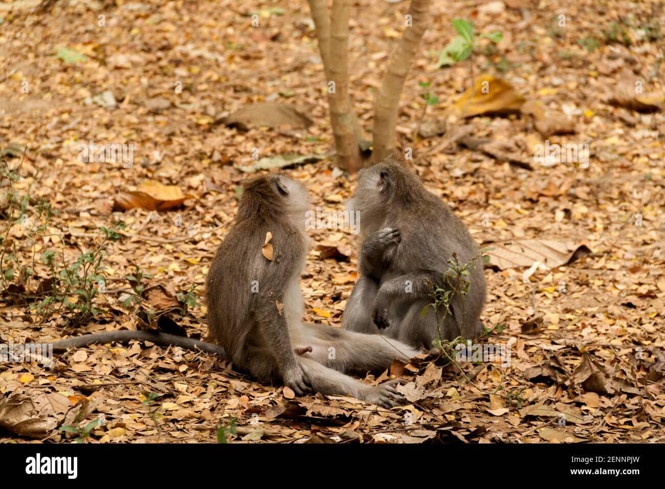 Zwei krabbenfressende Makaken sitzen und spielen zusammen auf den Blättern Im Sacred Monkey Forest auf Bali Stockfoto