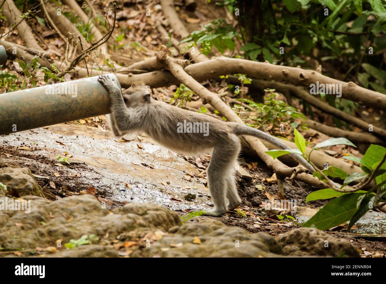 Ein Baby-Langschwanzmakaken schaut durch eine Wasserpfeife, um Wasser im Sacred Monkey Forest auf Bali zu finden Stockfoto