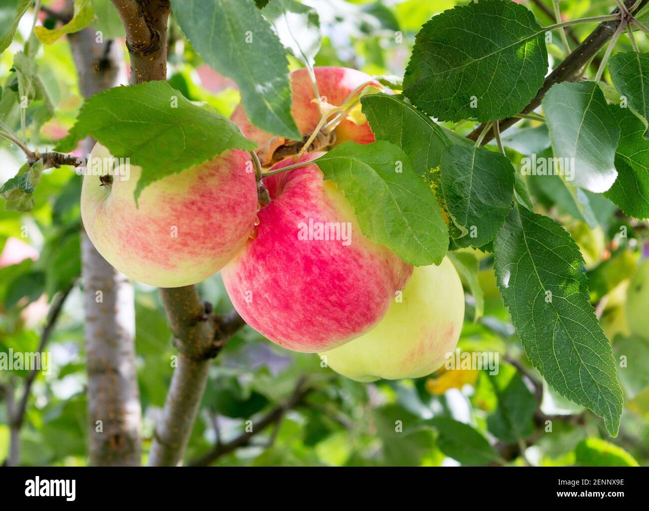 baum-fallen-lassen-fotos-und-bildmaterial-in-hoher-aufl-sung-alamy