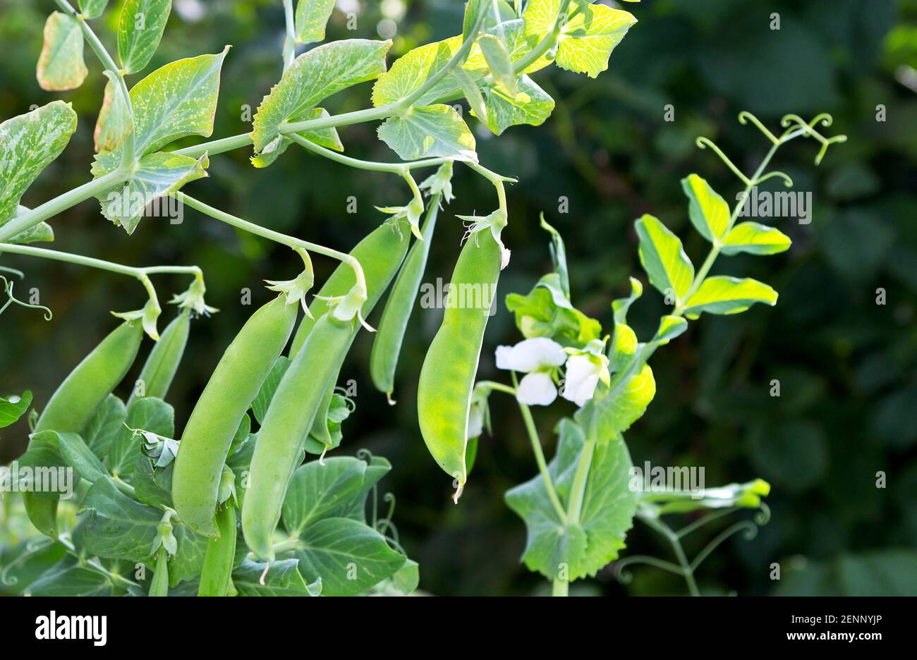 Erbsenanbau auf dem Hof. Hülsen junger grüner Erbsen. Süße Erbse (pisum sativum). Stockfoto