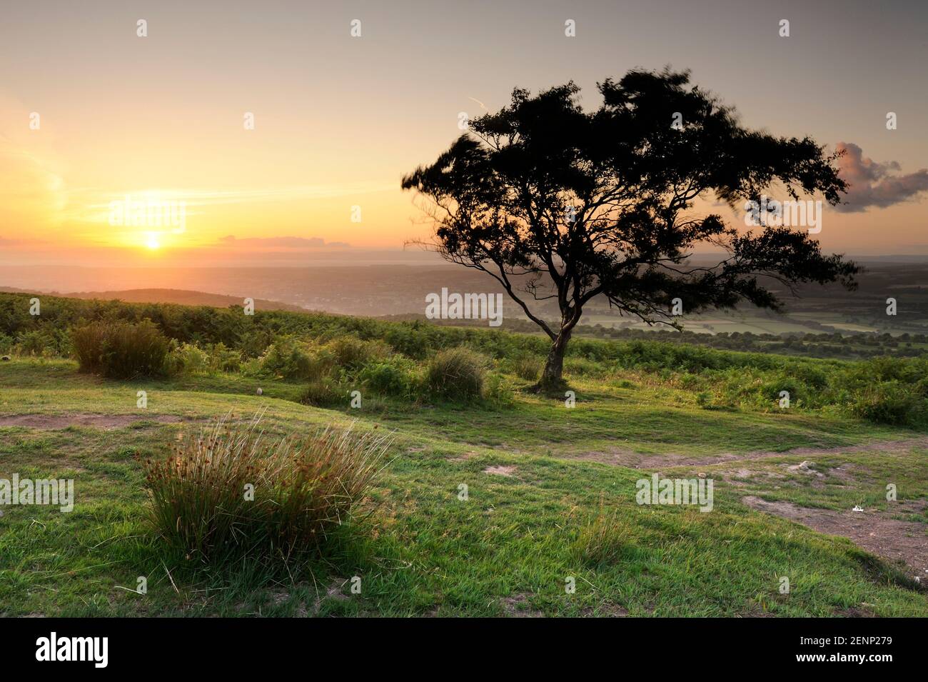 Ein einbunter Baum und Gräser von der niedrigen Sonne auf Beacon Batch, Somerset beleuchtet. Stockfoto