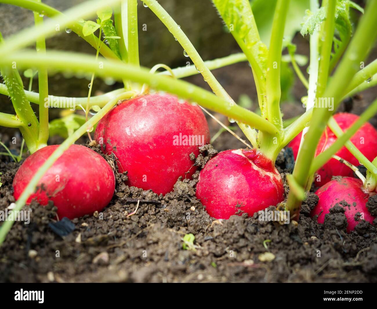 Frisch reifen Rettich (Raphanus) Saatbett wächst im hausgemachten Gewächshaus in Boden. Nahaufnahme von Frühlingsgemüse. Biologischer Anbau, gesunde Ernährung, Bio vian Stockfoto