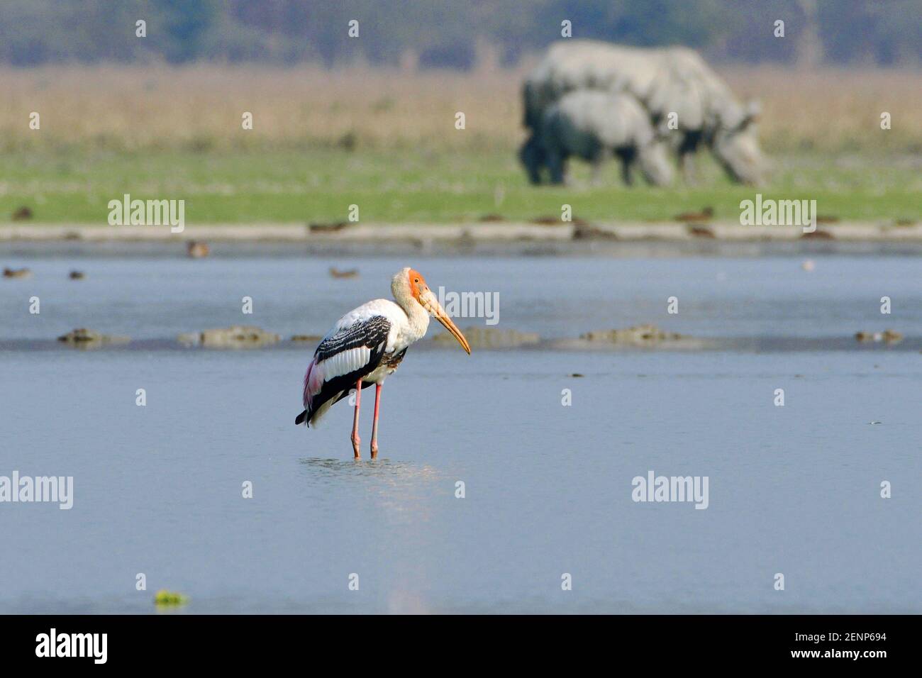 Der Gemalte Storchvogel Steht Im Feuchtgebiet Stockfoto