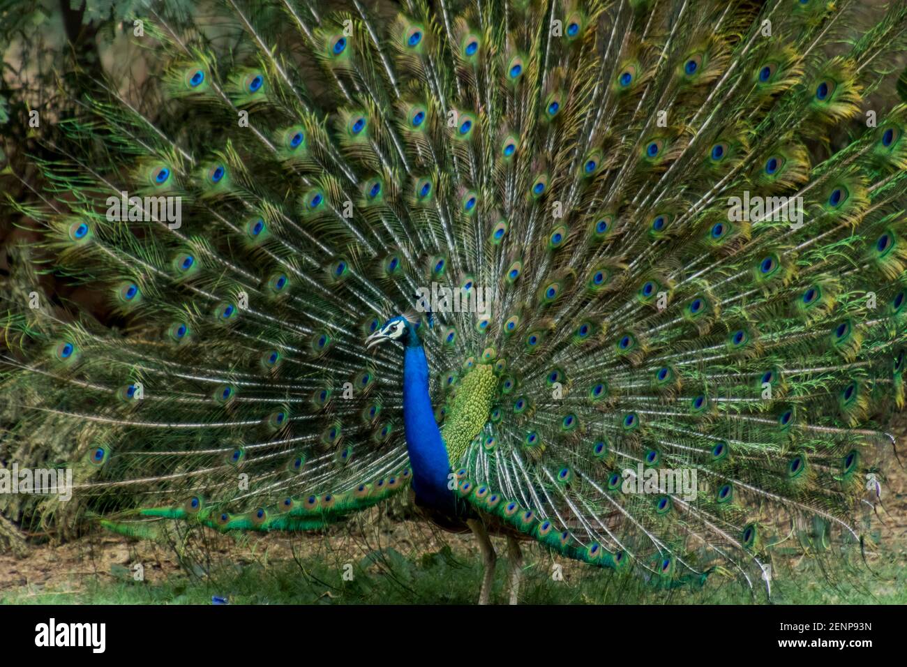 Indischer Männlicher Pfau Stockfoto