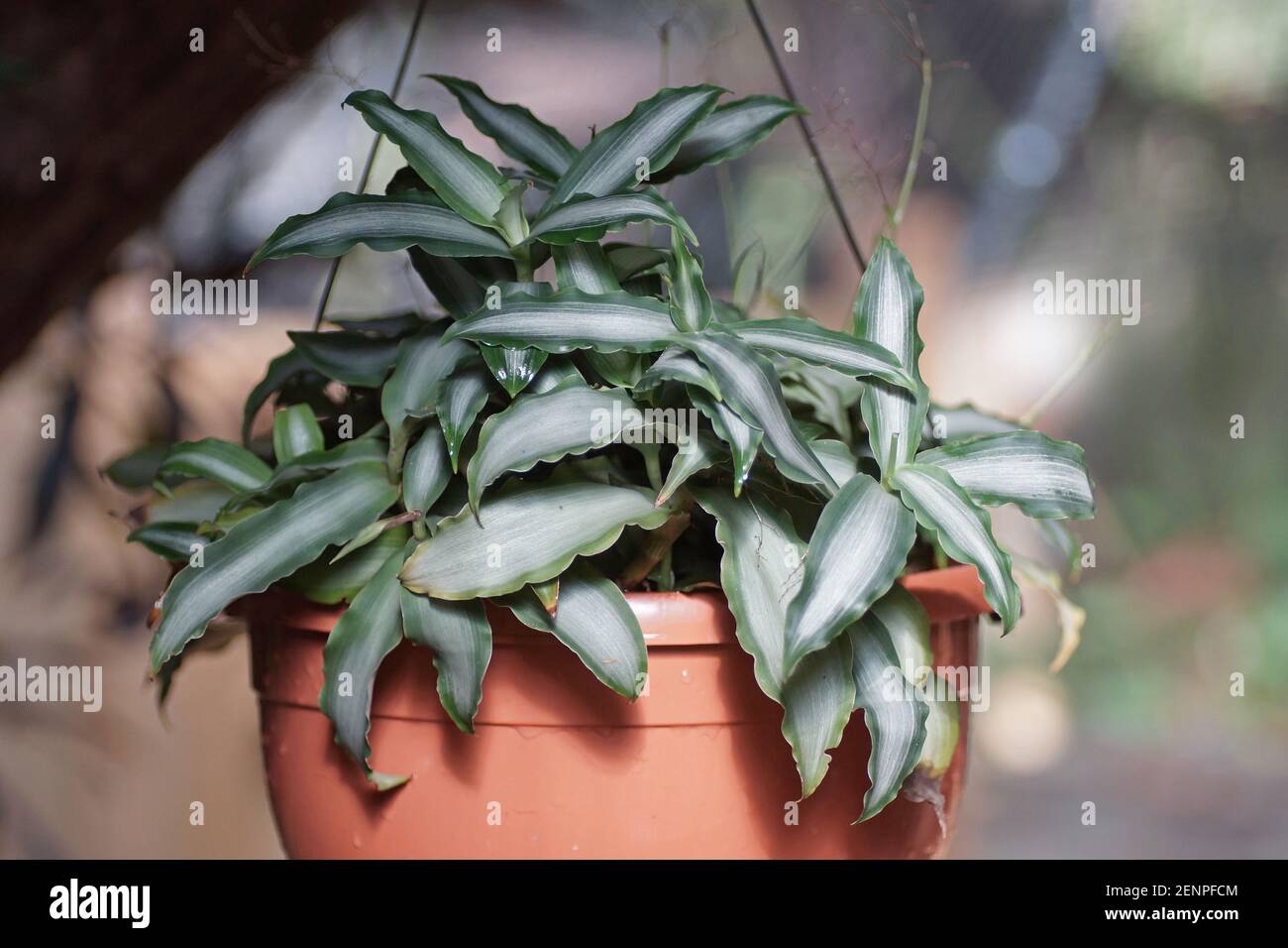 Murdannia loriformis 'Bright Star' Stockfoto