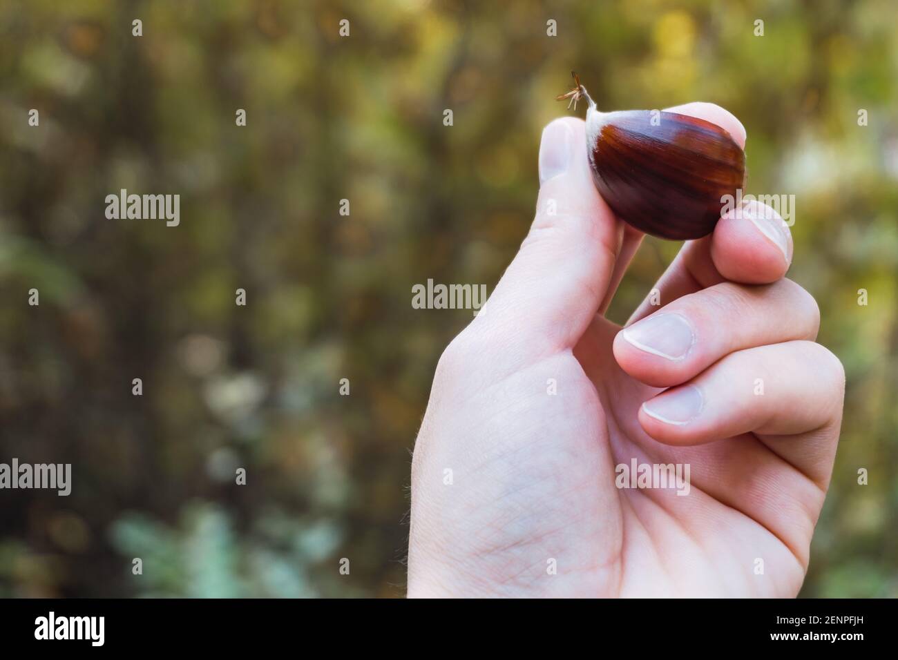 Hand hält eine Kastanie im Herbst im Wald mit Der Hintergrund ist nicht fokussiert Stockfoto