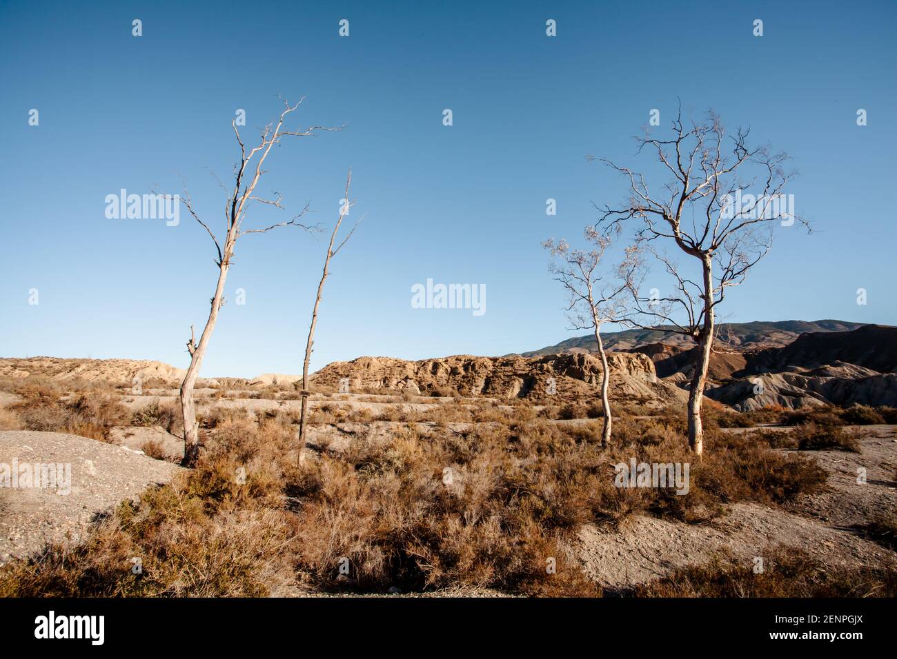 Trockene Vegetationslandschaft im Winter in der Tabernas Wüste Almeria Spanien Natur Stockfoto