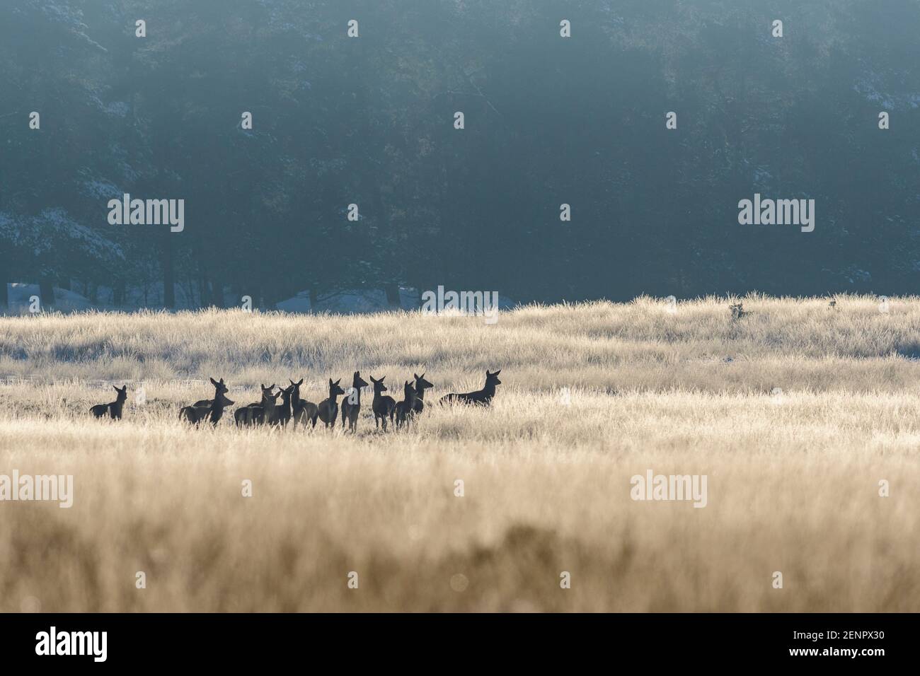 Herde von Rothirsch Hinden in einem grasbewachsenen Feld mit Frost und Hintergrundbeleuchtung Stockfoto