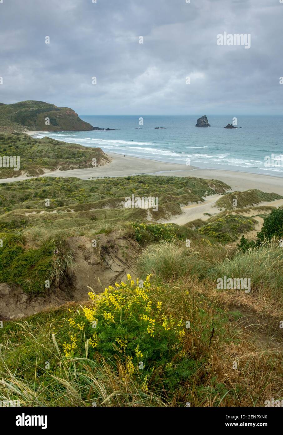 Neuseelands Otago Peninsula. Sanfly Strand und Pazifikküste. Stockfoto