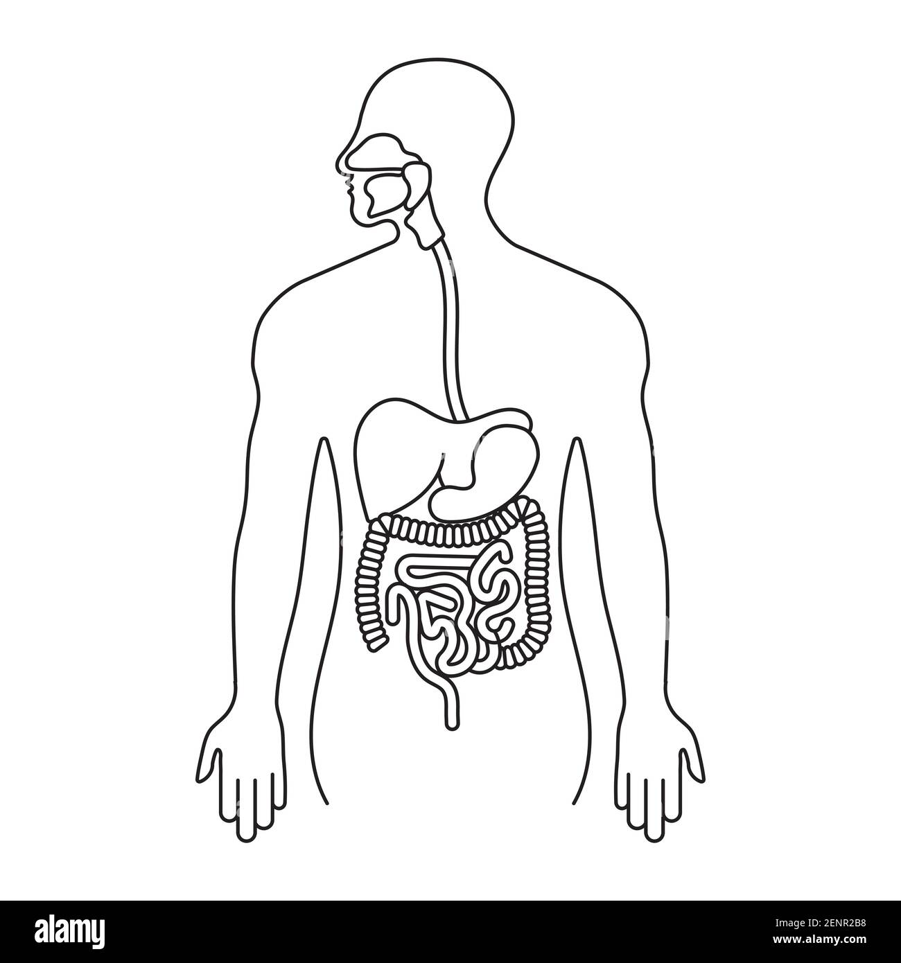 Menschliche Magen-Darm-Trakt oder Verdauungssystem Linie Kunst Symbol für Apps und Websites Stock Vektor
