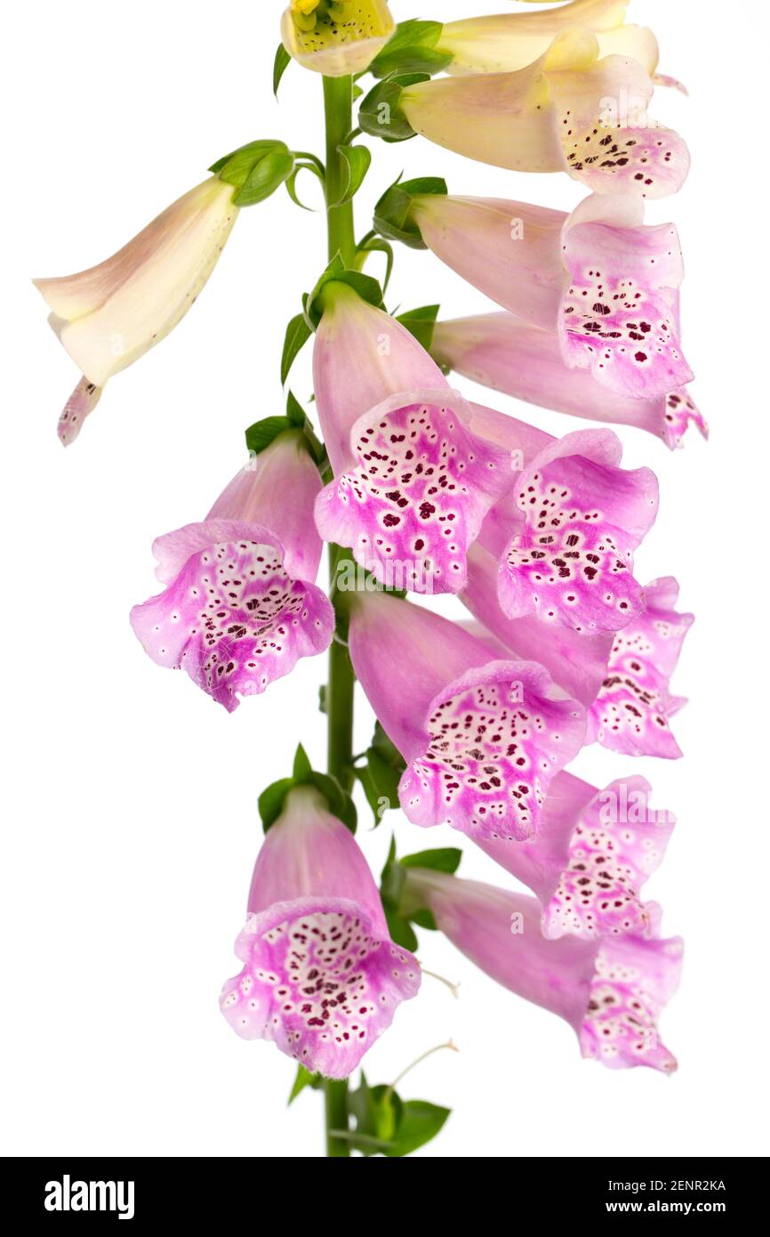 Ausschnitt lila Fuchshandschuh (digitalis purpurea) isoliert auf weißem Hintergrund Stockfoto