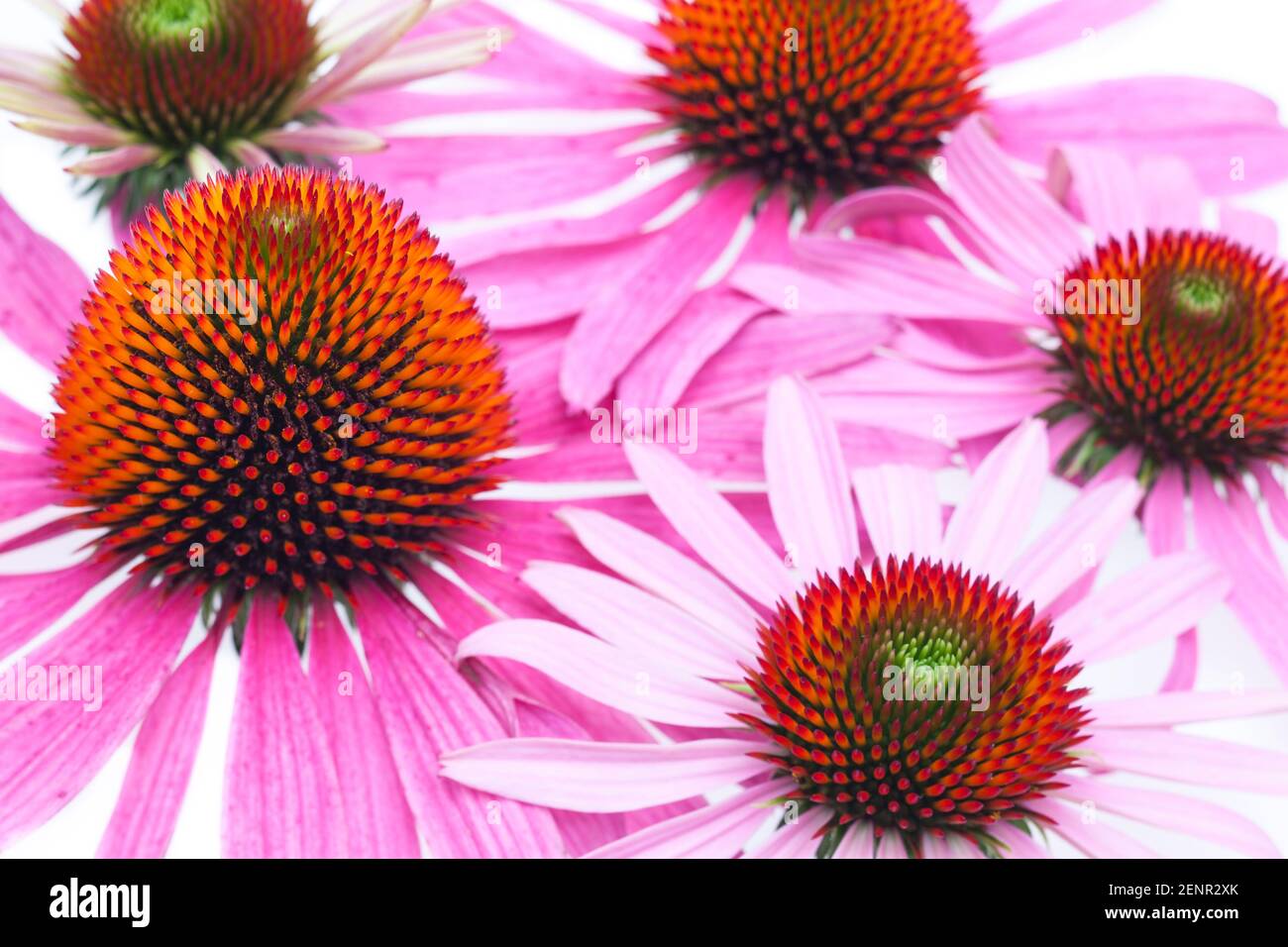 Koneblume (Echinacea purpurea) - Oberfläche der Blumen Stockfoto