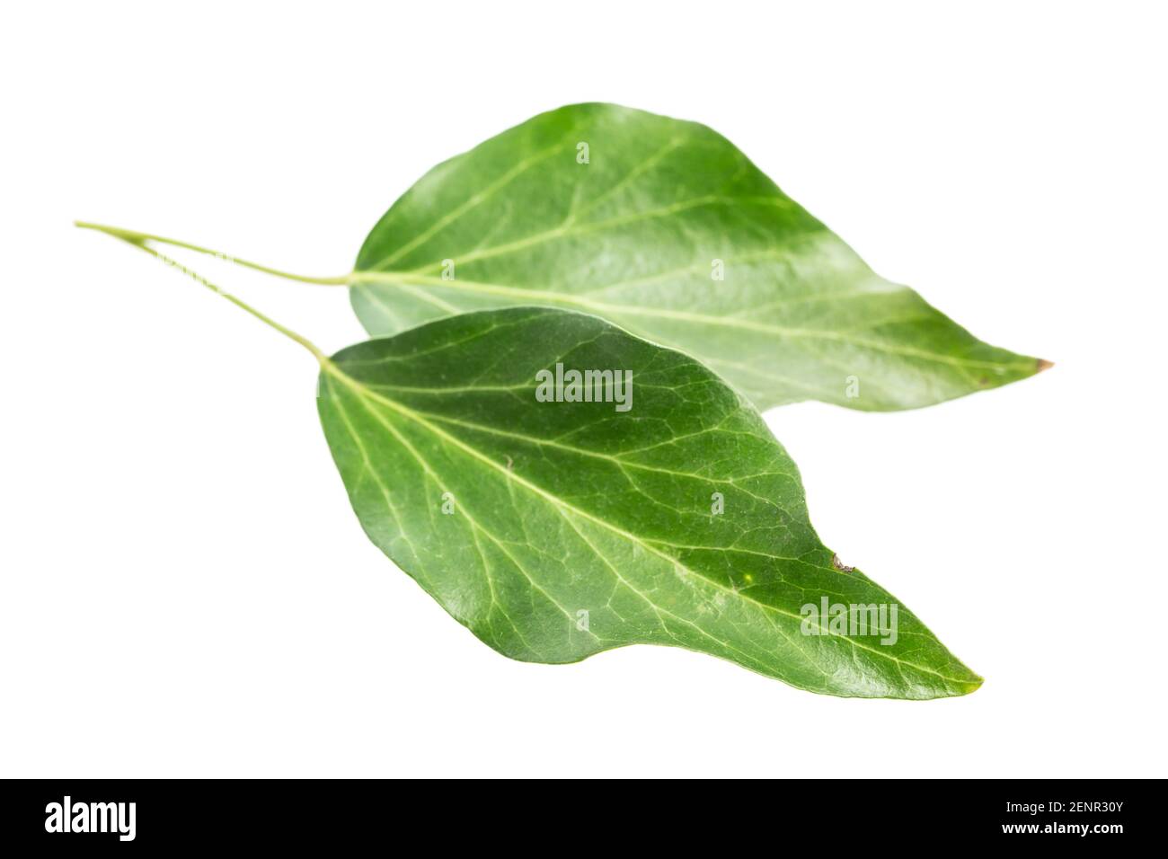 Heilpflanzenstudien: Ivy (Hedera Helix) zwei alte Blätter isoliert auf weißem Hintergrund Stockfoto