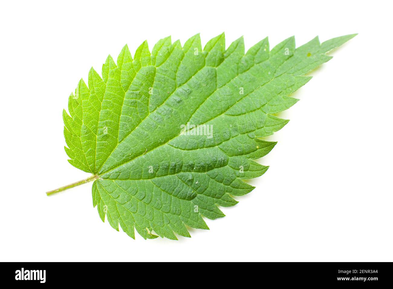 Brennnessel (Urtica dioica) Vorderseite eines einzelnen Blattes auf weißem Hintergrund Stockfoto