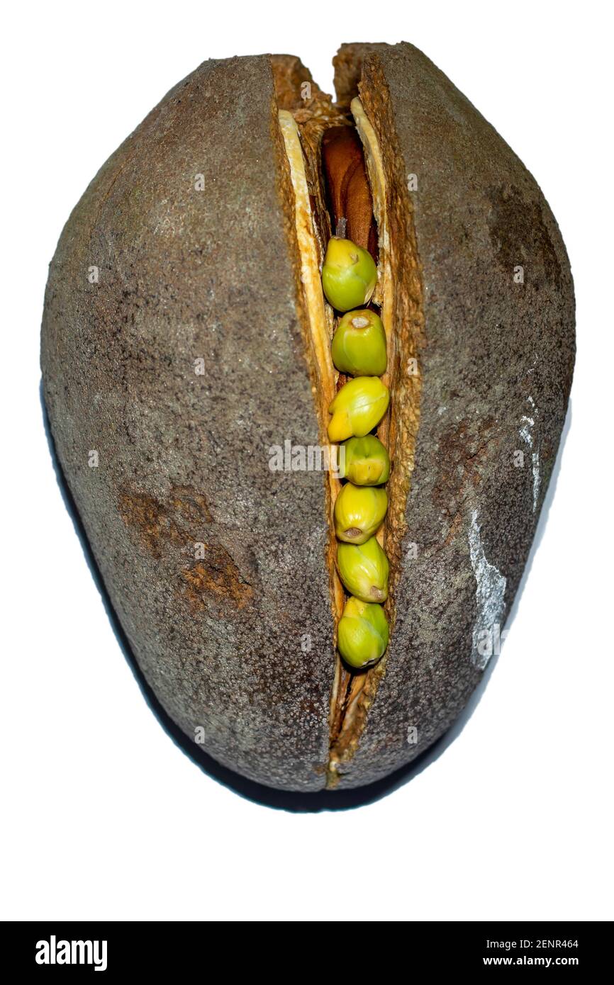 Entandrophragma cylindricum aus der Familie Meliaceae und wächst im Kongo-Becken, es wird hauptsächlich für sein Holz genutzt und die Mahagoni-Blume ist wie ein Stockfoto