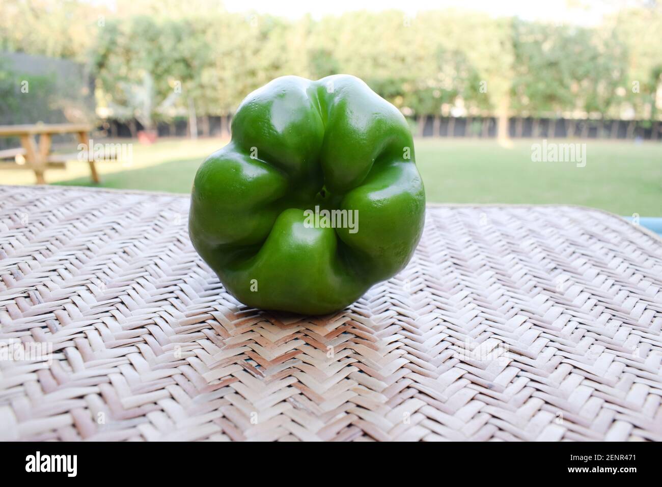 Seitenansicht von Green Capsicum oder grünem Paprika auf weißem Hintergrund. Asiatische Bio frisch kurze Art von shimla mirch Gemüse Stockfoto