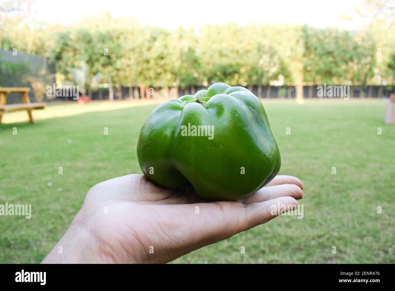 Weibliche Handfläche mit Seitenansicht von grünem Paprika oder grünem Paprika auf weißem Hintergrund. Asiatische Bio frisch kurze Art von shimla mirch Gemüse Stockfoto