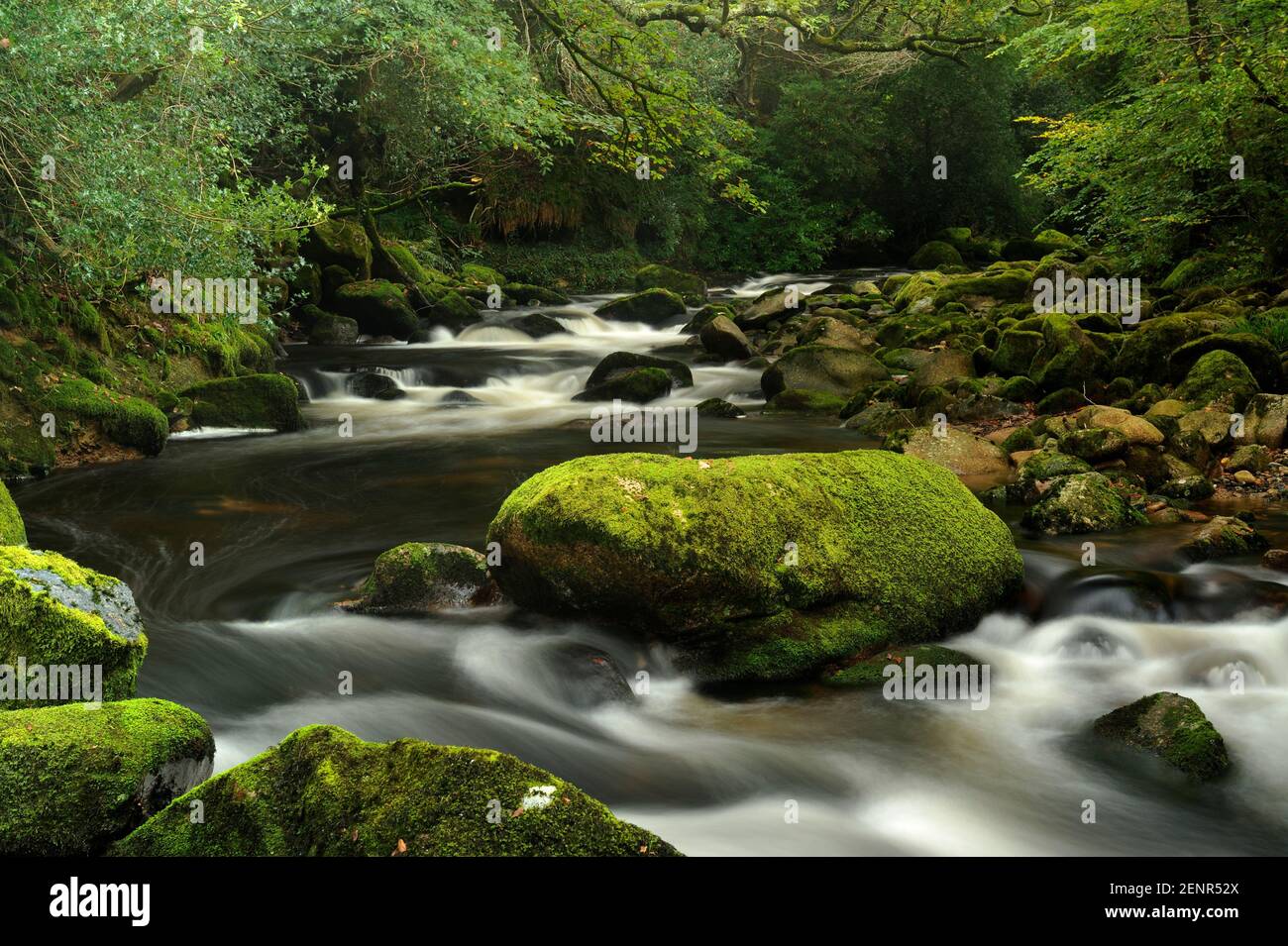 Der Fluss Plym webt durch moosbedeckte Felsbrocken in Dewerstone Woods, Dartmoor, Großbritannien. Stockfoto