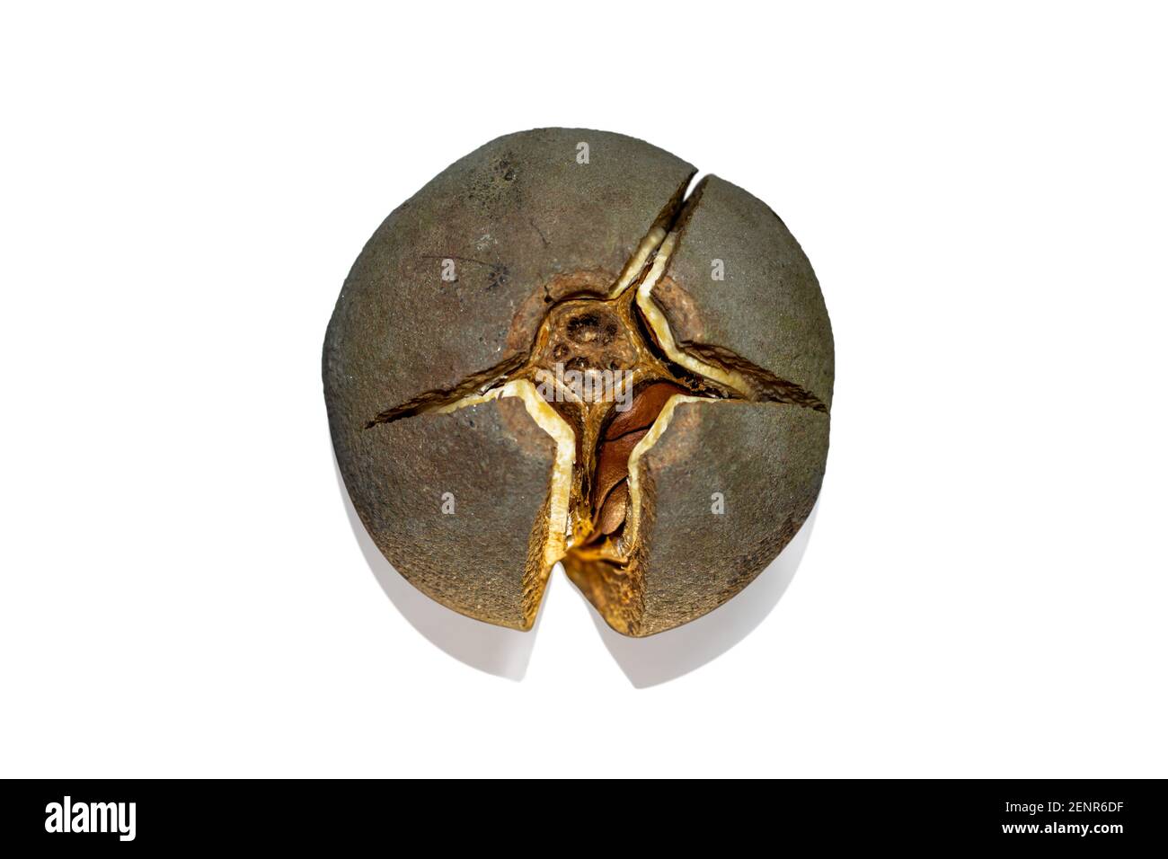 Sie wird hauptsächlich für ihr Holz genutzt und die Mahagoni-Blume ist wie eine Holzblume, die auch Entandrophragma cylindricum aus der Familie Meliaceae, Con genannt wird Stockfoto