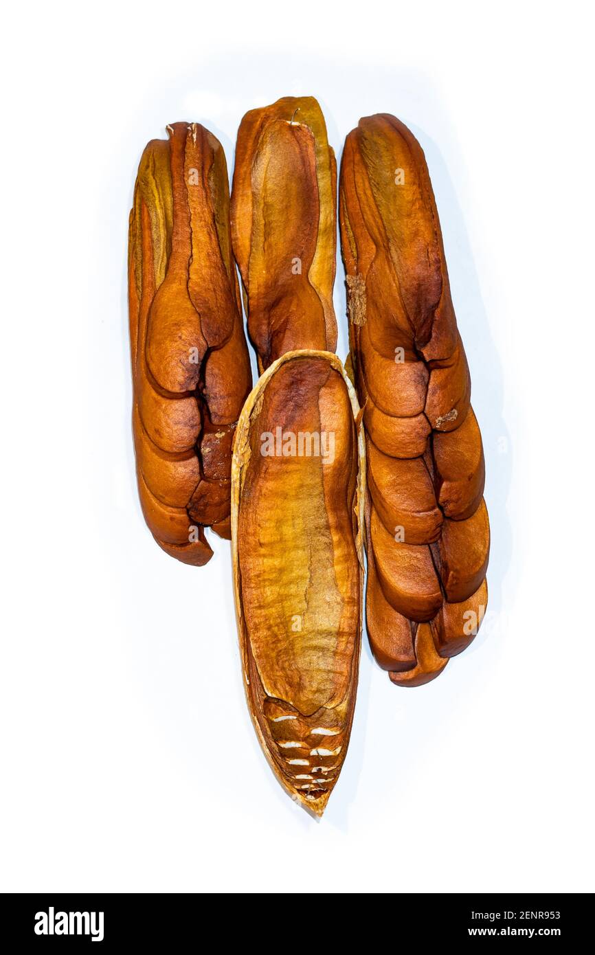 Sapindales genannt hölzerne Blume und Samen, Meliaceae die Mahagoni-Familie, die eine blühende Pflanzenfamilie von meist Bäumen und Sträuchern ist Stockfoto