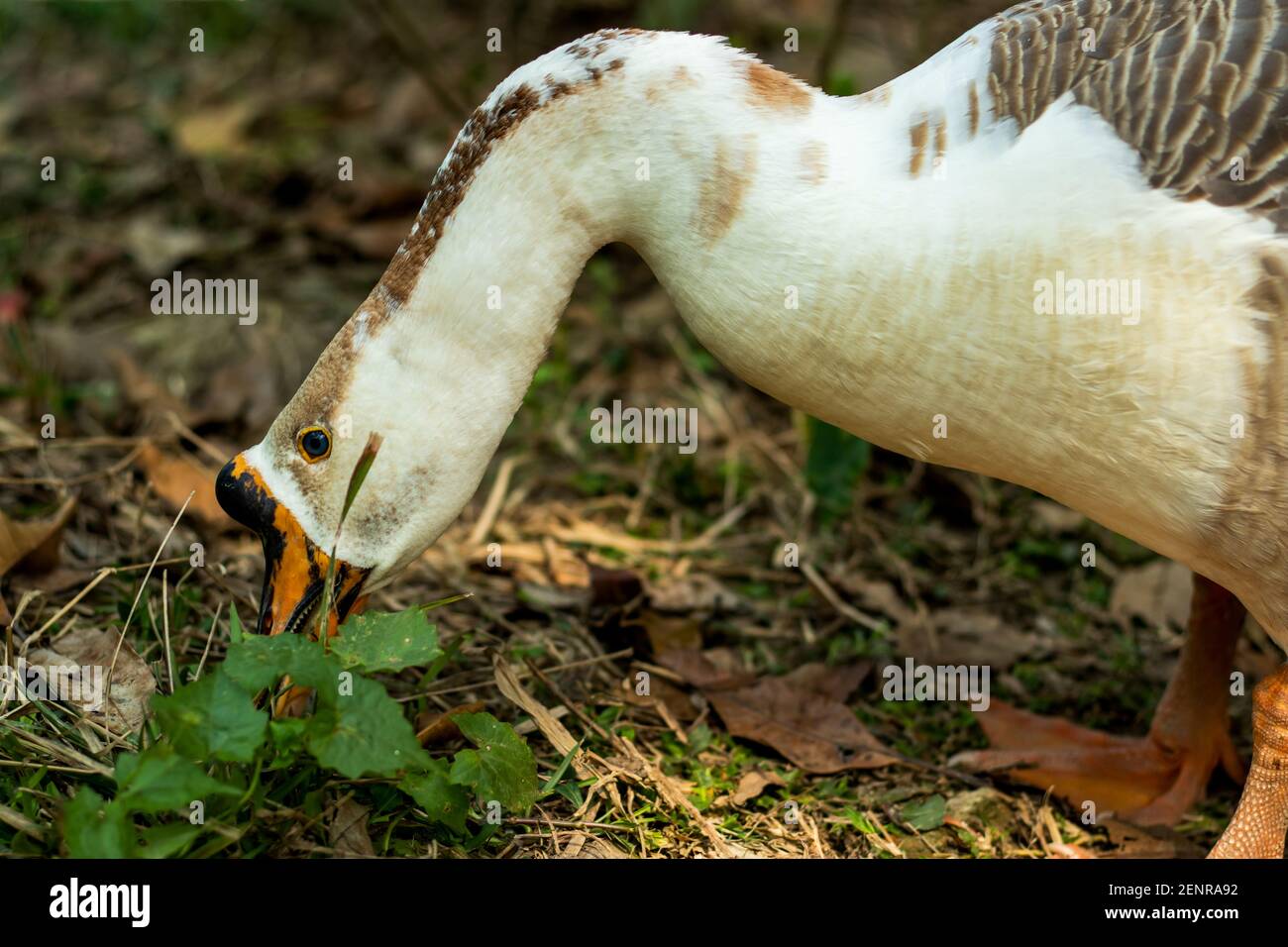 Die Freckled Duck oder Stictonetta naevosa, Anserini ist ein Stamm von Enten, die Gänse und Schwäne, Stamm Stictonettini, Enten, Gänse und Schwäne Stockfoto