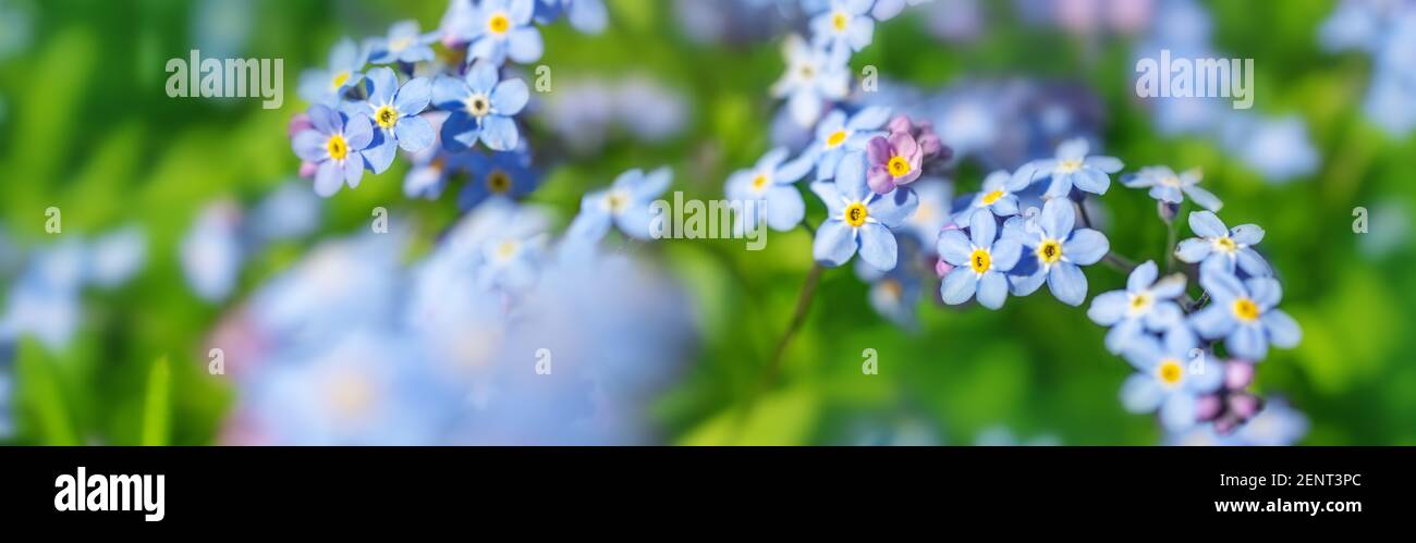 Blick auf die blauen Frühlingsblumen im Park Stockfoto